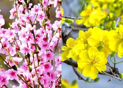 Chọn 1 cành hoa để xem gu thẩm mỹ của bạn