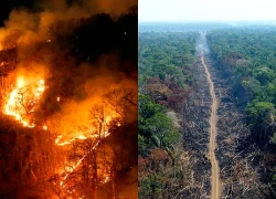 Khu vực rừng Amazon tại Brazil phát thải nhiều hơn so với hấp thụ khí CO2