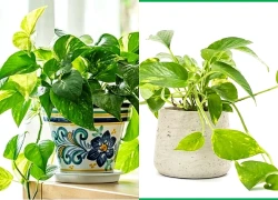 Những vị trí tối kỵ trong nhà tránh đặt cây trầu bà