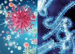 Pháp ghi nhận ca nhiễm virus hiếm gặp ở người