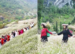 Sức hút mùa hoa Tam giác mạch