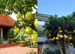 Vị trí trồng cây bưởi mang lại may mắn và những lưu ý khi trồng cây bưởi trước nhà