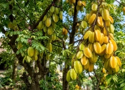 2 mệnh thích hợp trồng khế: Cây càng xanh người càng giàu có