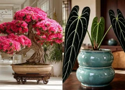 3 cây cảnh thần thái ngút trời người giàu mê tít, trồng trong nhà nâng tầm đẳng cấp, tiền lăn vào cửa, lộc tự tìm về