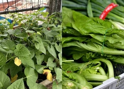 3 loại rau giá rẻ giúp ổn định đường huyết