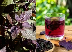 4 cây thuốc nam quanh nhà hỗ trợ kiểm soát acid uric ở người bệnh gout