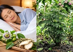 6 cây thuốc nam quanh nhà chữa khó ngủ, mất ngủ tuổi 50