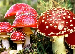 Pháp cảnh báo nguy cơ ngộ độc nấm do tin tưởng AI