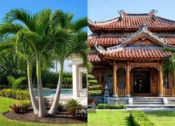 Cây cảnh phong thuỷ hiền nhất hiên nhà, xanh quanh năm, đỏ cuối mùa, gia đình may mắn, nhiều tin vui