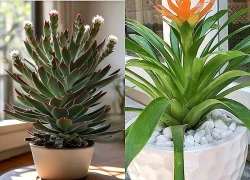 Cây trồng phong thủy cho mệnh Kim, Mộc và những con giáp này để vượng tài phát lộc