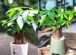 Cây kim ngân hợp mệnh gì, tuổi nào? Loại cây phong thủy những tháng cuối năm 2026