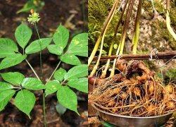 Công an điều tra, khởi tố nhiều vụ trộm cây "quốc bảo" sâm Ngọc Linh