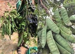 Công dụng một loại cây dùng gội đầu nằm trong danh mục cấm trồng ở Hà Nội