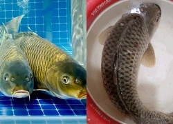 Loại cá 'nuôi trí não' giá bình dân, nhiều người đi chợ dễ bỏ qua
