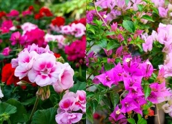 Loại cây trong vườn nên cắt tỉa đầu mùa thu giúp cây trút bỏ cành lá già cỗi, ra hoa nở rộ