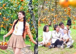 Mùa hồng chín níu chân du khách tại Đà Lạt