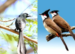 5 loài chim đột ngột ghé nhà báo hiệu phong thủy rất tốt