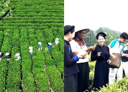 Phát triển vùng chè gắn với du lịch trải nghiệm