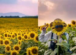 Khách Hà Nội lái xe 250km, ngắm 'biển' hoa hướng dương lớn nhất Việt Nam