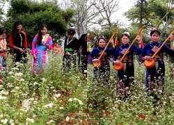 Sắc hoa tam giác mạch níu chân du khách trên Cao nguyên đá