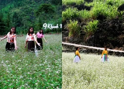Tam giác mạch nhuộm hồng cao nguyên đá