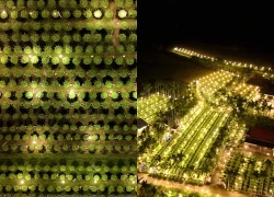 Thắp điện xuyên đêm "bắt hoa không ngủ" chờ Tết
