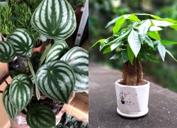 Những loại cây mang ý nghĩa may mắn rất dễ chăm sóc cho người bận rộn