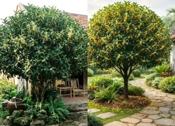 Vị trí đặt Mộc Hương trước nhà để 'kích tài chiêu lộc', vượng khí cho tổ ấm