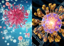 Virus ảnh hưởng đến 60% dân số thế giới chứa manh mối về nguy cơ mắc Alzheimer