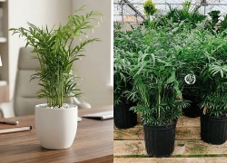 Ý nghĩa phong thủy và cách trồng cây cau tiểu trâm
