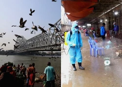 Ấn Độ cảnh báo nguy cơ lây lan cúm gia cầm từ chim hoang dã sang người