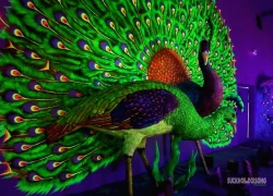 Đèo Ô Quy Hồ: Trải nghiệm Safari ánh sáng huyền bí giữa lòng núi rừng Tây Bắc