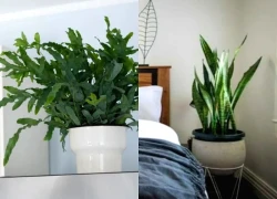 Đừng đặt cây ở 5 vị trí này trong nhà: Tưởng đẹp mà hóa rước họa, nhiều người để rồi mới hối hận