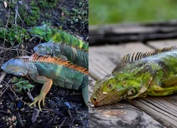 Kỳ nhông đồng loạt rơi khỏi cây giữa giá rét bất thường ở Florida