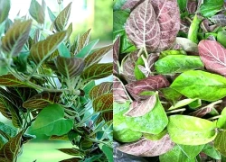 Loại cây bám đầy hàng rào, góc vườn quét sạch cơn ho mùa đông