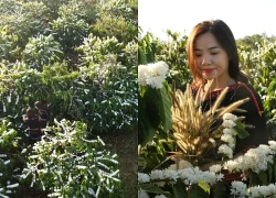 Mê mẩn mùa hoa cà phê Tây Nguyên