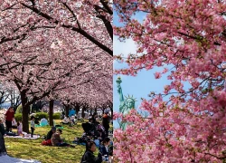 Mùa hoa anh đào tại Nhật Bản sẽ đến sớm hơn mọi năm