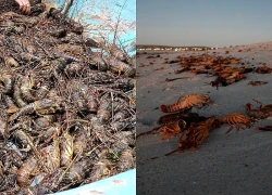 Tôm hùm đá ở Nam Phi chết hàng loạt do thủy triều đỏ