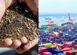 Trung Quốc áp thuế chống bán phá giá đối với hạt cải dầu Canada