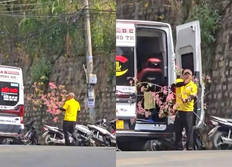 Bẻ trộm mai anh đào ở Đà Lạt để chưng Tết