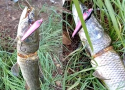 Cần thủ câu được con cá có vòng vàng trên cơ thể