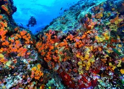 Chiêm ngưỡng rạn san hô nguyên sơ nhất thế giới của Philippines