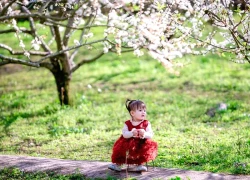 Lịch trình đi Mộc Châu 4N3Đ đón mùa hoa mận đầu năm: "Mộc Châu vào mùa hoa đẹp nhất rồi"