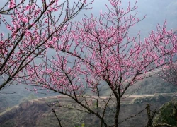 Cộng đồng mạng đồng loạt báo tin "xuân về trên bản" với những hình ảnh hoa đào rực rỡ khắp rẻo cao
