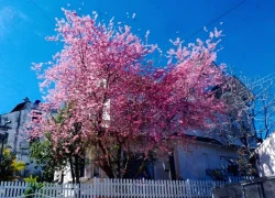 Đà Lạt rực hồng mùa mai anh đào đẹp nhất trong nhiều năm