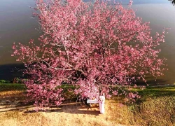 Đà Lạt rực hồng sắc mai anh đào