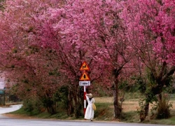 Đà Lạt rực rỡ trong mùa hoa mai anh đào đẹp nhất nhiều năm qua