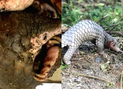 Đôi vợ chồng nuôi nhốt 4 con tê tê quý hiếm