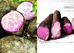Khoai mỡ: Thứ củ "bình dân" nhưng không hề tầm thường về dinh dưỡng