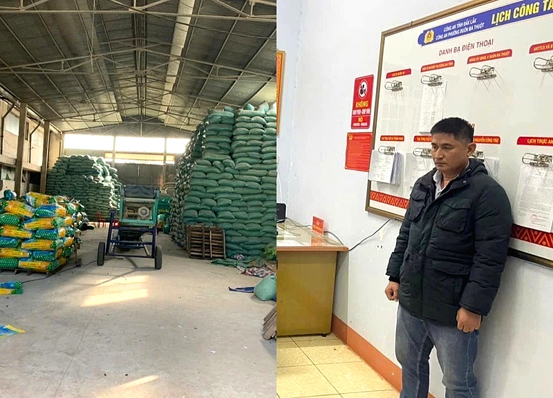 Khởi tố giám đốc bán hàng trăm tấn lúa giống ST giả